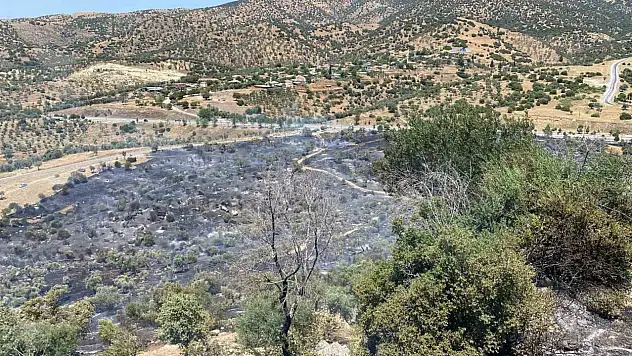 Aydın'da zeytinlik alanda yangın: 4 hektar zarar gördü
