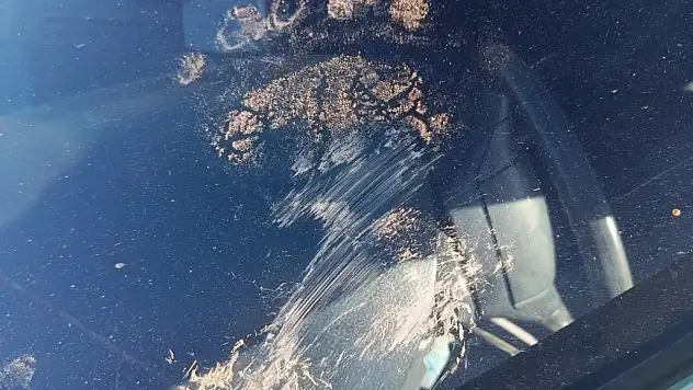 Ayı park halindeki araca saldırdı!