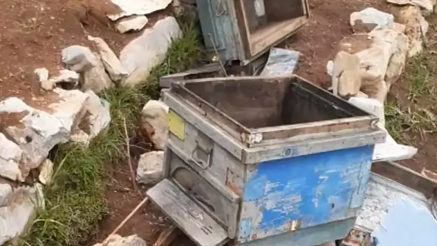 Ayılar arı kovanlarına zarar verdi
