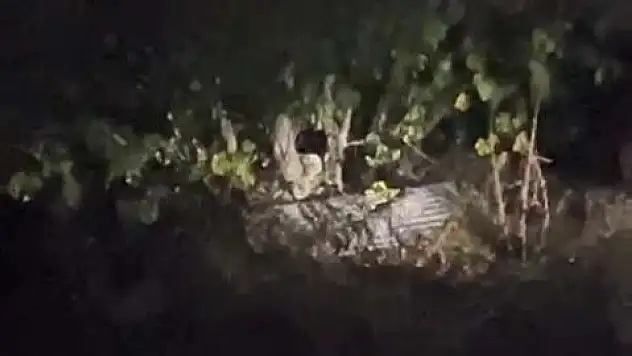 Ayılar köy bastı! İncir ağacına dadanan ayılar meyve bırakmadı!