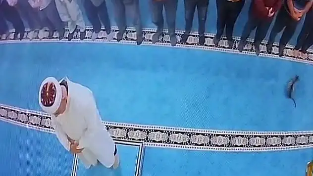 Aziziye'de kediyi tekmeleyen şahıs için savcılık harekete geçti