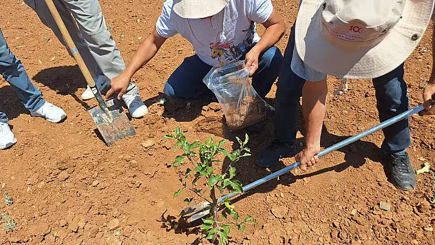 Bakanlık destekledi, Konya'da ekiliyor! Tarımsal kalkınma sağlayacak...