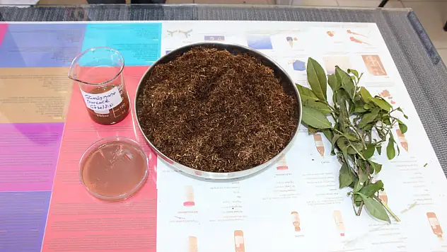 Bakterilere karşı beklenmedik silah: Çay atığından gelen güç