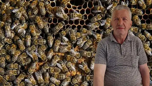 Bal arılarının soktuğu Yaşar Oturak hayatını kaybetti