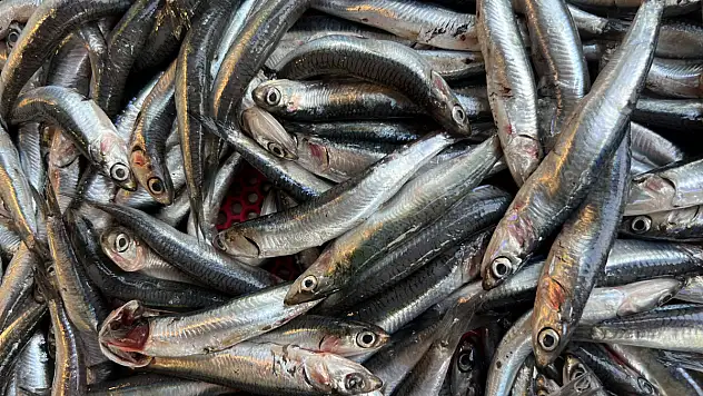 Balıkseverler bu sezon hamsi ve palamuda doyacak