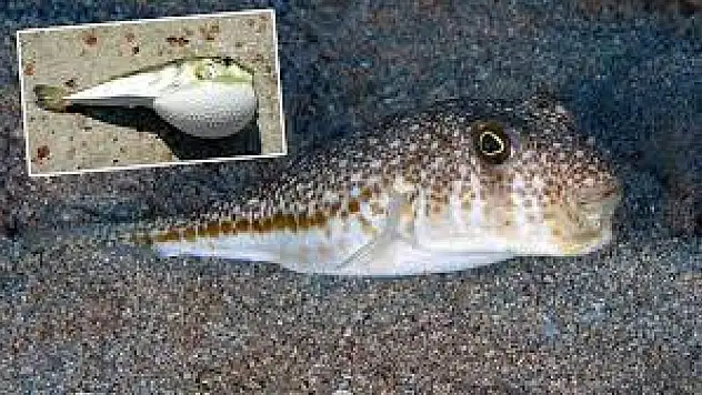 Balon Balığının tehlikeli sırrı: Zehirli mi, yoksa yenebilir mi?