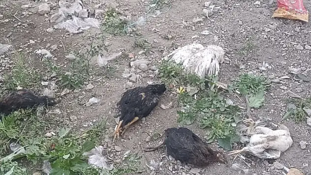 Başıboş köpekler 21 hindi ve tavuğu telef etti