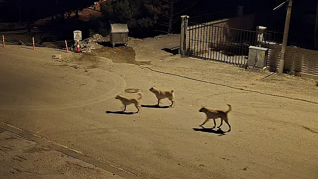Başıboş Sokak Köpekleri Tedirgin Ediyor: İlçe Halkı Yetkililere Çağrı Yaptı