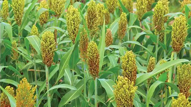 Başkan Ustaoğlu duyurdu: Seydişehirli çiftçilere yüzde 75 hibeli kaba yem desteği