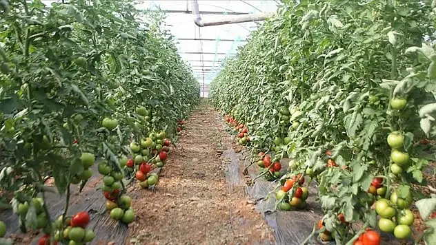 Batı Akdeniz'in ihracatında lider ülke Rusya