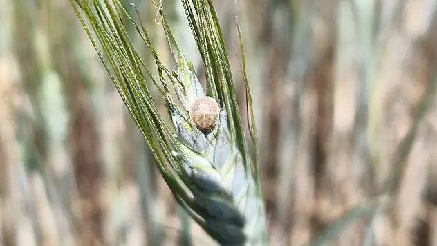 Beyşehir'de ekili alanlar yakından takip ediliyor