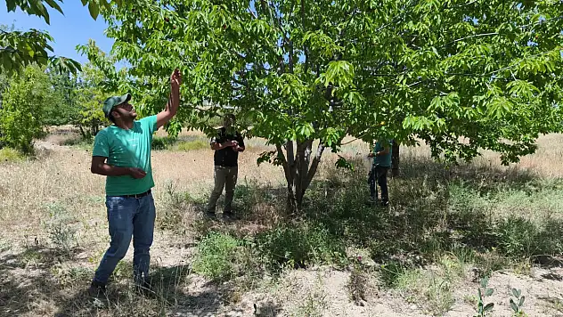 Beyşehir'de kiraz denetimi yapıldı!