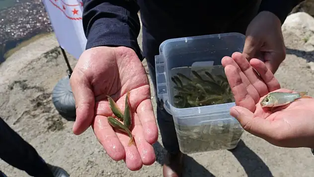 Beyşehir'de su kaynaklarına 500 bin yavru sazan bırakıldı
