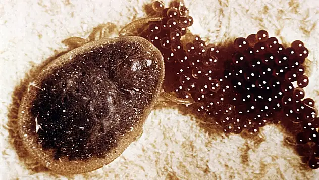 Bir kene 10 bin yumurta bırakıyor