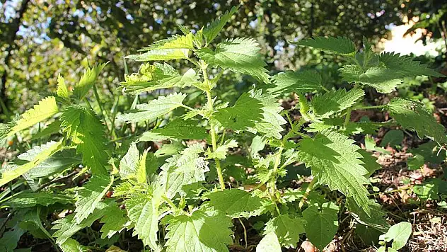 Bitkisine dokunmak mümkün değil, ancak çayı çok faydalı