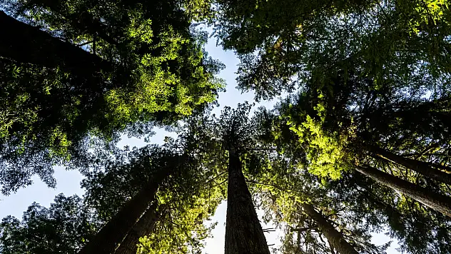 Biyoçeşitlilik kaybının altında yatan nedenler ve alınabilecek önlemler