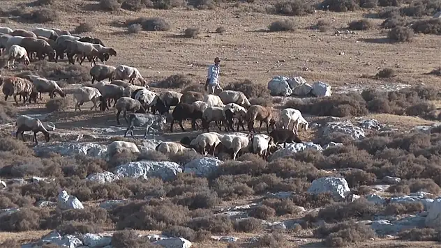 Bölgedeki çobanlara saldırarak 300 koyun çaldılar