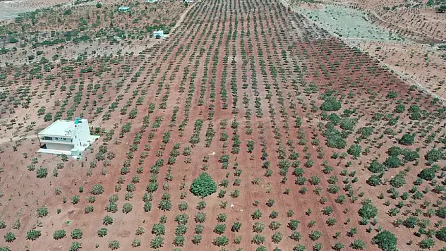Boz Antep Fıstığında Rekolte Düşük Ama Fiyatlar Üreticiyi Sevindirdi