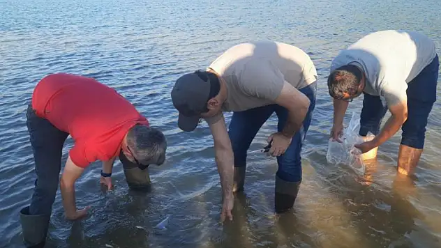 Bozkır'daki baraj ve göletlere yavru sazan balıkları bırakıldı!