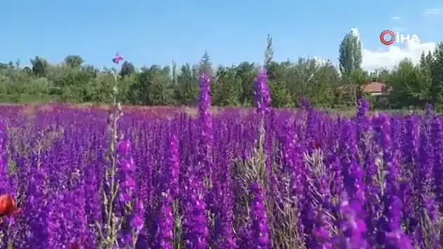 Bozkır'ın renkli tarlaları ziyaretçilerini büyülüyor
