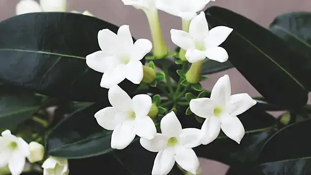 Bu bitkiyle evinizde klima etkisi yaratabilirsiniz!