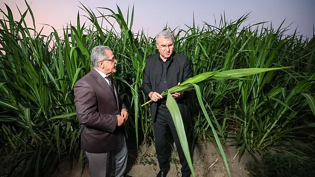 Bu bitkiyle hayvancılıkta yem maliyeti yarıya düşecek: Yurtdışından getirildi!