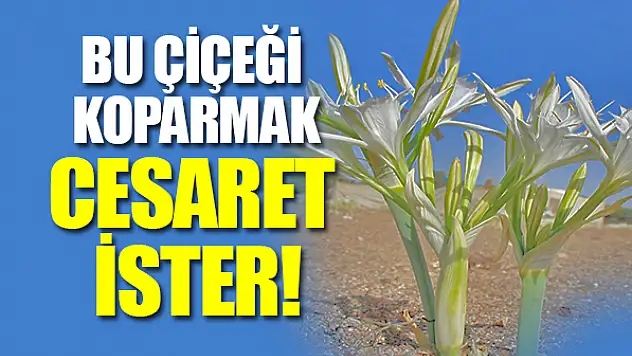 Bu çiçeği koparmanın cezası 109 bin lira