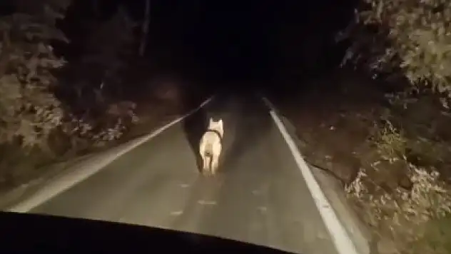 Bu ilimizde kurtlar ilçe merkezinde görüntülendi