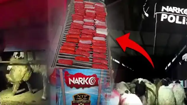 Bu kadarı 'pes' dedirtti! Uyuşturucuyu hayvanların karnına gizlemişler