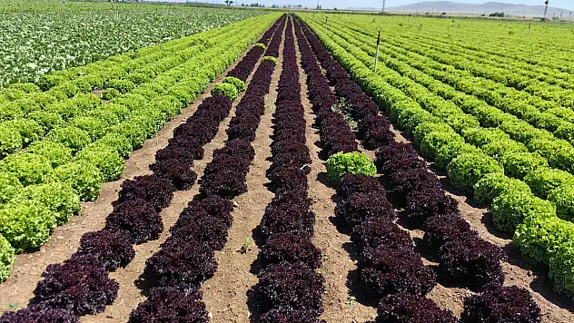 Bu tarım ürünü Konya çiftçisini zarar mı ettiriyor? Uzman isim açıkladı...