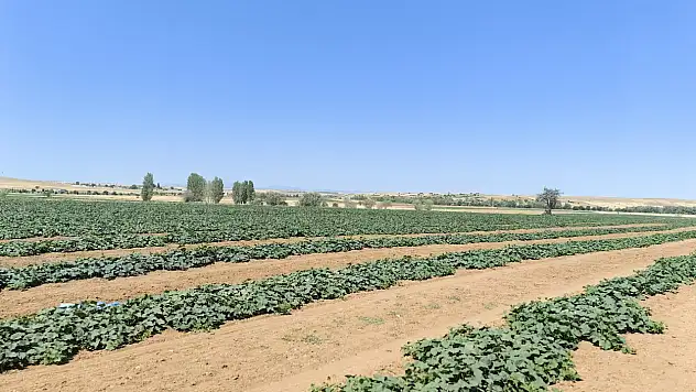 Bu ürünün ekonomik getirisi yüksek! Konya'daki çiftçilere alternatif ürün önerisi...