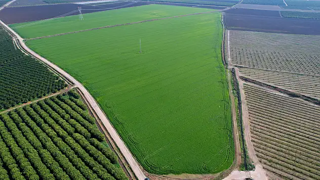 Buğday bu sene yüz güldürecek