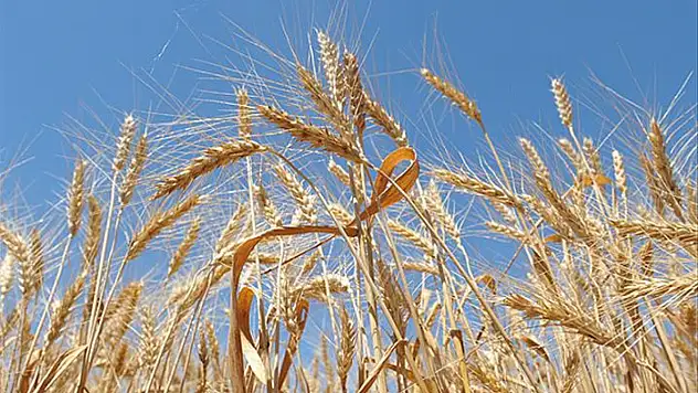 Buğdaya tekrardan gümrük vergisi geliyor