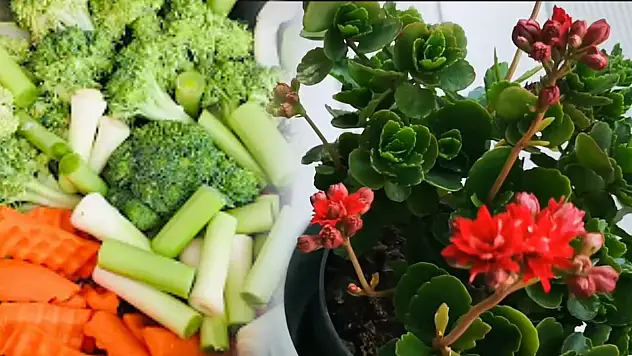 Bugüne kadar boş yere lavaboya dökmüşüz. Halbuki solan çiçekleri coşturuyor…