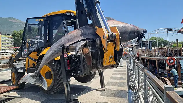Bursa sahilinde 3 metrelik ölü yunus balığı bulundu!
