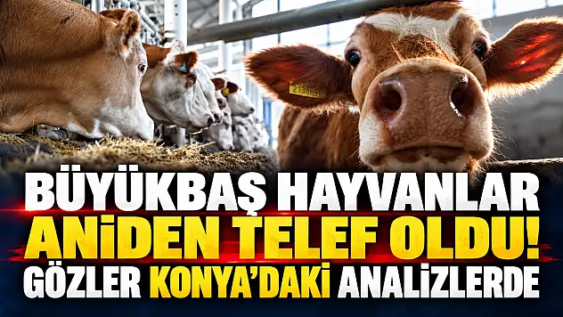 Büyükbaş hayvanlar aniden telef oldu! Gözler Konya'daki analizlerde