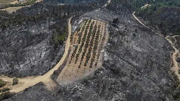 Çanakkale'deki yangından mucizevi Kurtuluş! Tam 150...