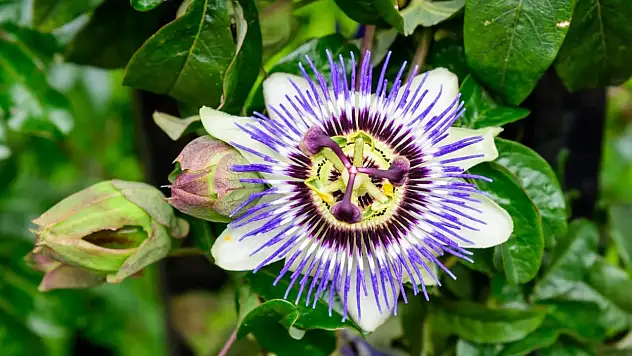 Çarkıfelek çiçeği neye iyi gelir? Çarkıfelek çiçeğinin faydaları nelerdir?