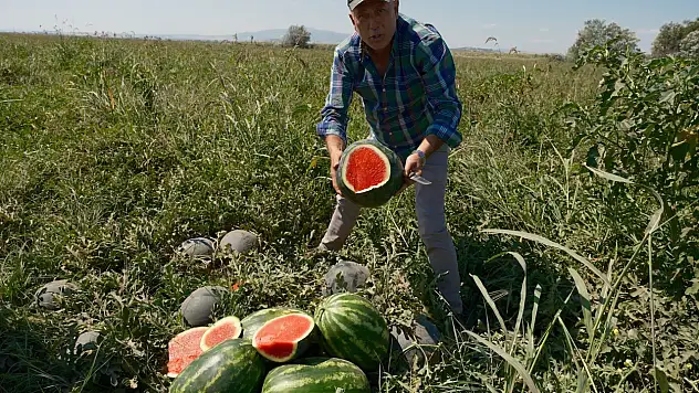 Çiftçi isyan etti: 'Konyalı firma yüzünden 20 milyon TL zarar ettim'