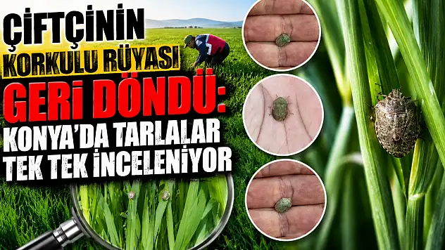 Çiftçinin korkulu rüyası geri döndü: Konya'da tarlalar tek tek inceleniyor