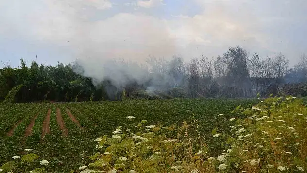 Çıkan yangın ağaçlara sıçradı