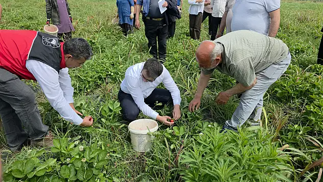 Dağ meltemi lezzeti artırdı: Fiyatı 110 TL'ye kadar çıktı