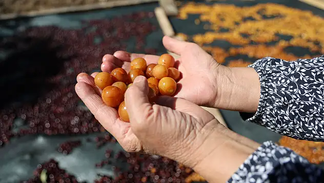 Dalında kaldı, çöpe gitmedi! Satılamayan kirazlar bakın nasıl değerlendi