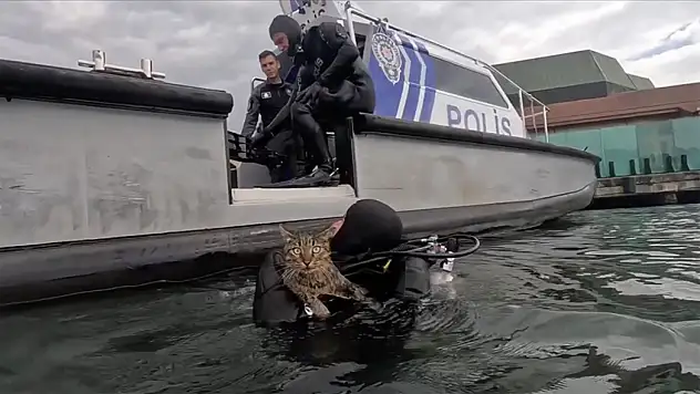 Denizde mahsur kalan kediyi dalgıç polisler kurtardı