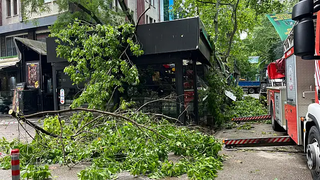 Dev ağaç felakete sürükledi!