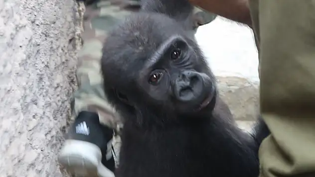 DNA testi sonucu kararı değiştirdi: Yavru goril Zeytin Türkiye'de kalıyor