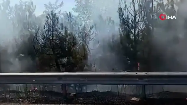 Düğün konvoyunda yakılan meşaleler yangına yol açtı