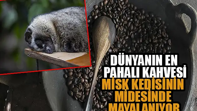 Dünyanın en pahalı kahvesi, Misk kedisinin midesinde mayalanıyor
