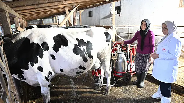 Düzceli kadın girişimcinin azmi örnek oldu: Bir inekle başladı, 80 başlık çiftliğe ulaştı