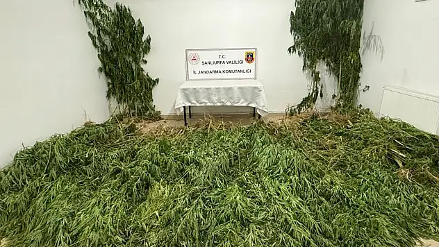 Düzenlenen operasyonda 2 kilo 525 gram esrar ile 555 kök Hint keneviri ele geçirildi